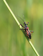 Rhynocoris cuspidatus