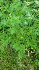 Trepocarpus aethusae