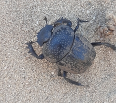 Scarabaeus cicatricosus