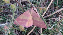 Rhodostrophia pudorata