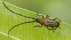 Oxymerus