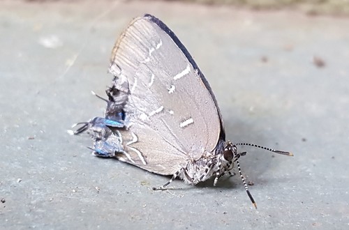 Janthecla aurora