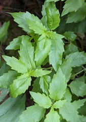 Campanula prenanthoides