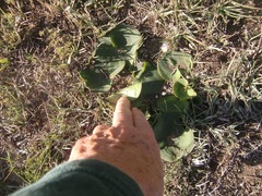 Eriospermum cordiforme