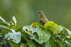 Little Grey Greenbul photo 2