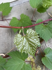 Vitis riparia