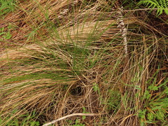 Juncus hesperius