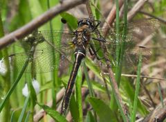 Cordulia shurtleffii