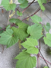 Vitis riparia