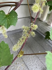 Vitis riparia