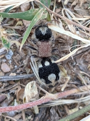 Ronisia barbarula
