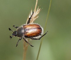 Anisopliina