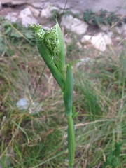 Pastinaca