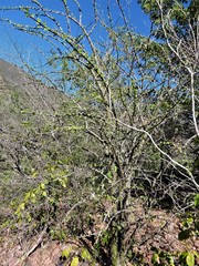 Fouquieria macdougalii
