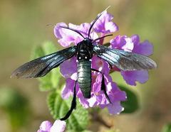 Macrocneme chrysitis