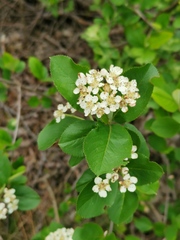 Aronia mitschurinii