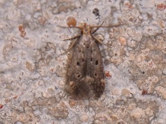 Neodactylota liguritrix