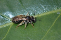 Andrena