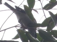Melithreptus lunatus