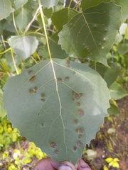 Phyllocoptes didelphis