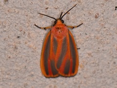Hypoprepia miniata
