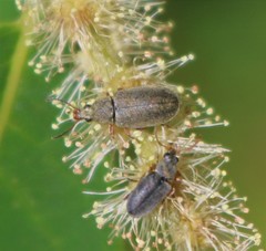 Mycterus
