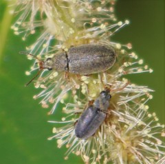 Mycterus