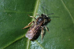 Andrena