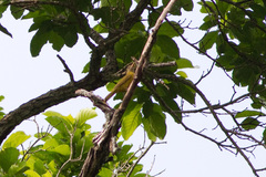 Golden Greenbul photo 2