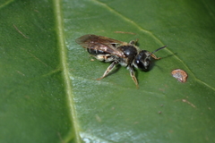 Andrena