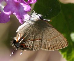 Electrostrymon guzanta