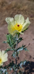 Argemone ochroleuca