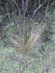 Carex strictissima