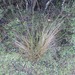 Carex strictissima - Photo (c) Oscar Grant,  זכויות יוצרים חלקיות (CC BY-NC), uploaded by Oscar Grant