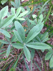Potentilla alba