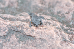 Oreophrynella quelchii