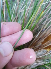 Carex strictissima