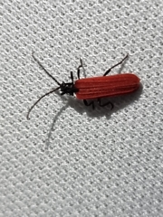 Benibotarus alternatus