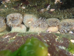 Anthopleura buddemeieri