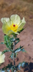 Argemone ochroleuca