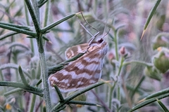 Idaea sericeata