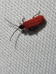 Benibotarus alternatus