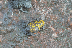 Oreophrynella quelchii