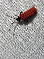 Benibotarus alternatus