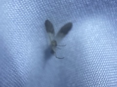 Diptera