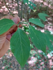 Cornus florida urbiniana