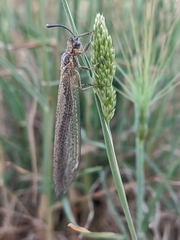 Creoleon lugdunensis