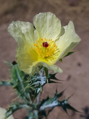 Argemone ochroleuca