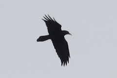 Corvus corax sinuatus