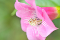 Symbolanthus elisabethae